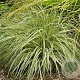 Molinia caerulea 'Variegata' GM P9 BIO