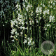 Paradisea lusitanica GM P9 BIO