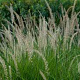 Pennisetum or. 'Fairy Tails' GM P9 BIO