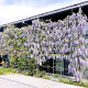 Wisteria flor. 'Lawrence' 325-350 cm cont. 90L Gestokt solitair