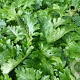 Acanthus mollis 'Hollard's Gold' GM P9