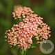 Achillea m. 'Lachsschönheit' GM P9
