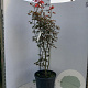 Acer pal. 'Atropurpureum' 100-125 cm 25L najaarspotting