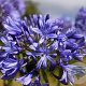 Agapanthus 'Intermedius' GM P9