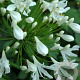 Agapanthus 'Polar Ice' GM P9