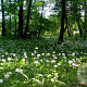 Allium ursinum GM P9