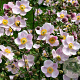 Anemone hyb. 'Ouvertüre' GM P9