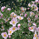 Anemone hyb. 'Ouvertüre' GM P9