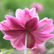 Anemone hyb. 'Pamina' GM P9