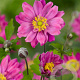 Anemone hyb. 'Pamina' GM P9