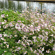 Anemone tom. 'Robustissima' GM P9