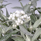 Anaphalis tripl. 'Silberregen' GM P9