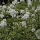 Arabis f.-c. 'Old Gold' GM P9