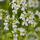 Arabis f.-c. 'Old Gold' GM P9