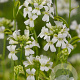 Arabis f.-c. 'Old Gold' GM P9