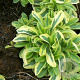 Arabis f.-c. 'Old Gold' GM P9