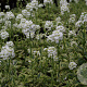 Arabis f.-c. 'Old Gold' GM P9