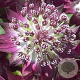 Astrantia maj. 'Star of Beauty' GM P9