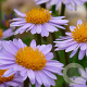 Aster tongolensis 'Napsbury' GM P9
