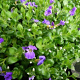 Aubrieta gr. 'Kitte' GM P9