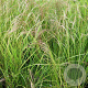 Calamagrostis arundinacea GM P9