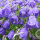 Campanula pulloides 'G.F. Wilson' GM P9