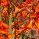 Crocosmia 'Emily McKenzie' GM P9