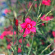 Dianthus deltoides Leuchtfunk GM P9