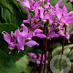 Dodecatheon jeffreyi GM P9