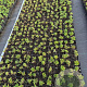Dryas suendermannii GM P9