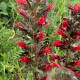 Echium russicum GM P9