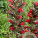 Echium russicum GM P9