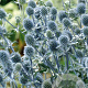 Eryngium pl. 'Blue Hobbit' GM P9