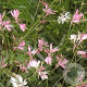Gaura l. 'Corrie's Gold' GM P9