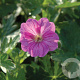 Geranium 'Blushing Turtle' GM P9