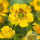 Geum chiloense 'Lady Stratheden' GM P9