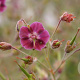 Geranium ph. 'Samobor' GM P9