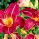Hemerocallis 'Byzantine Emperor' GM P9