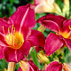 Hemerocallis 'Byzantine Emperor' GM P9
