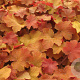 Heuchera 'Caramel' GM P9