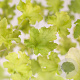 Heuchera 'Lime Marmalade' GM P9