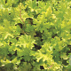 Heuchera 'Lime Marmalade' GM P9