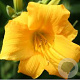 Hemerocallis 'Yellow Lollipop' GM P9