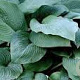 Hosta 'Blue Mammoth' GM P9