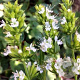 Hyssopus officinalis 'Albus' GM P9