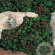 Jovibarba sob. 'Green Globe' GM P9