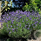 Lavandula ang. 'Thumbelina Leigh' GM P9
