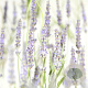 Lavandula int. 'Grosso' GM P9