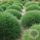 Luzula pilosa 'Igel' GM P9