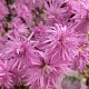 Lychnis flos-cuculi 'Petite Jenny' GM P9